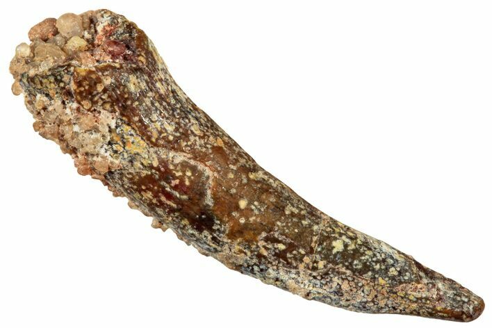 Fossil Pterosaur (Siroccopteryx) Tooth - Morocco #246031